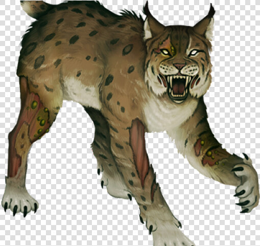 Lynx Png Transparent Images   Bobcat  Png DownloadTransparent PNG