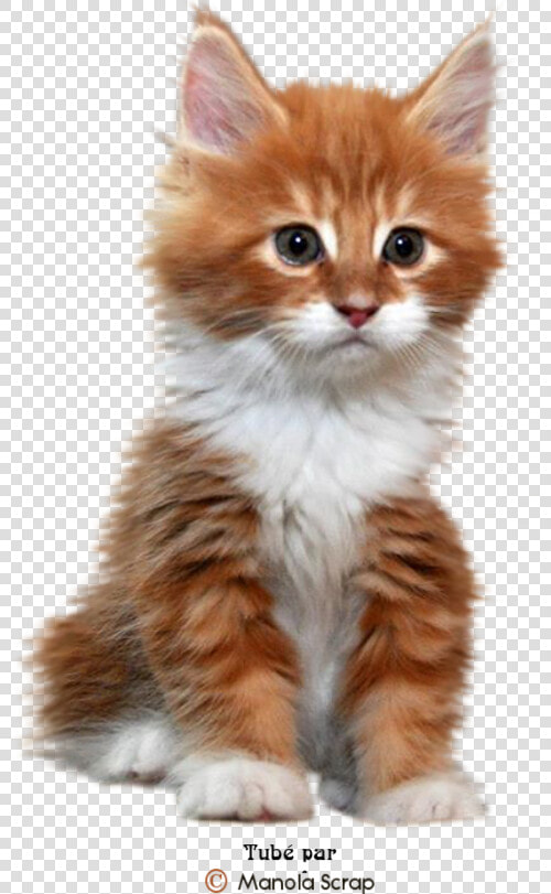 Tubes Chats Et Chatons Page 2 Cute Fluffy Kittens    Fluffy Orange And White Kitten  HD Png DownloadTransparent PNG