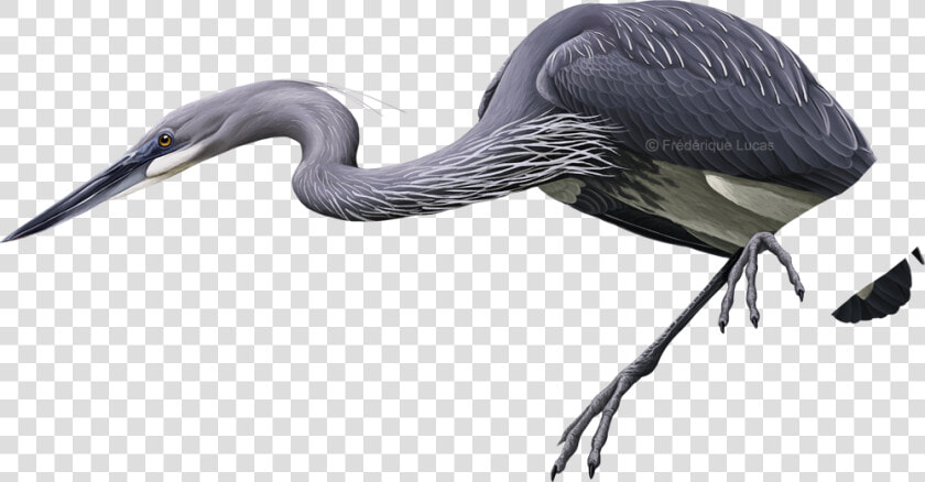 White Bellied Heron Png  Transparent PngTransparent PNG