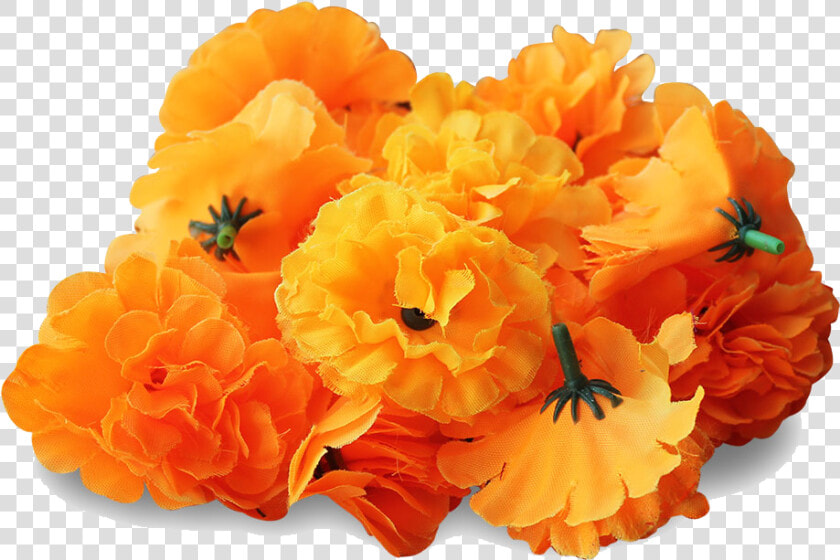 Marigold Png Transparent Image   Transparent Marigold Flower Png  Png DownloadTransparent PNG