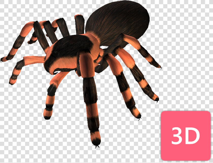 Tarantula  HD Png DownloadTransparent PNG