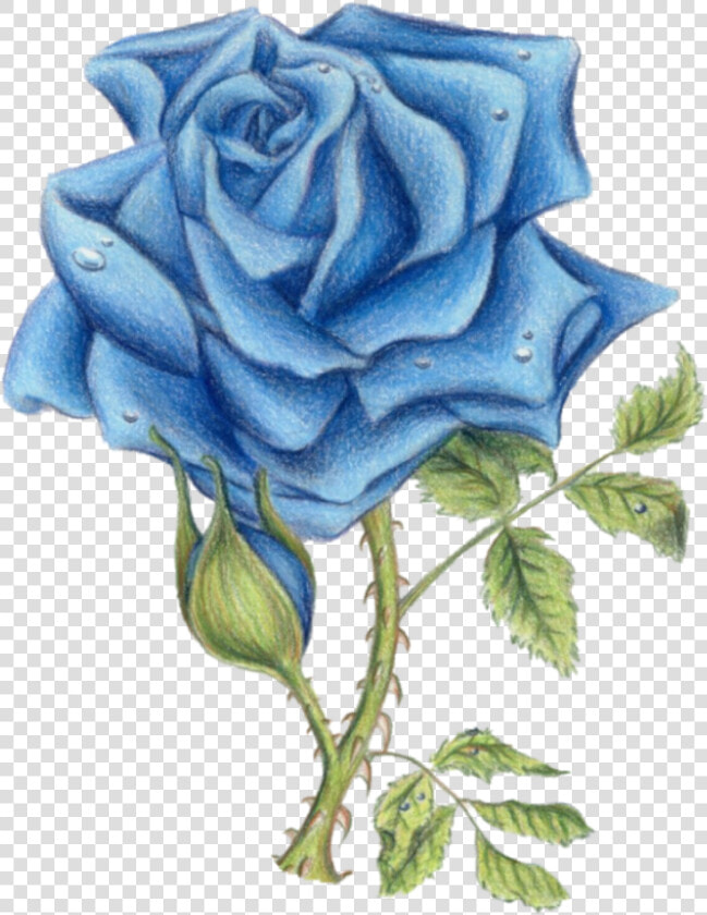 Blue Rose By Ded   Blue Rose Images With Transparent Background  HD Png DownloadTransparent PNG