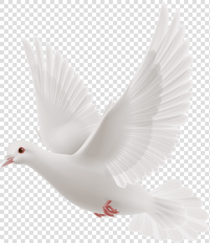 White dove   Transparent White Dove Png  Png DownloadTransparent PNG