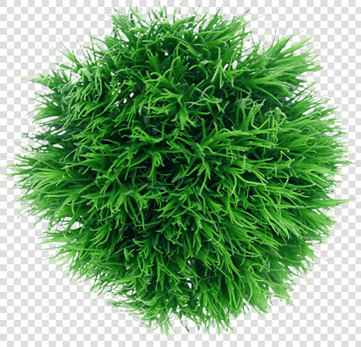 Colibri Flowers Greenball  Grower Of Carnations  Minicarnations    Liverwort  HD Png DownloadTransparent PNG