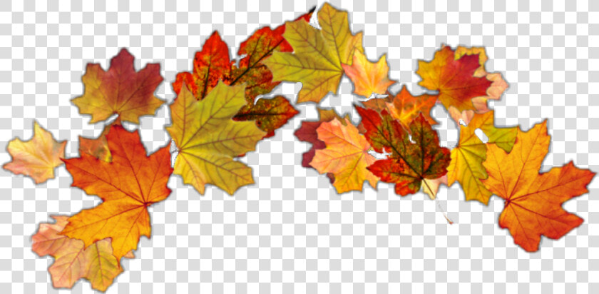  autumnleaves  autumn  crown  leafcrown  autumnleaf   Maple Leaf  HD Png DownloadTransparent PNG