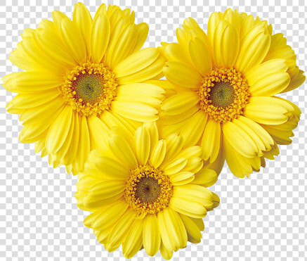 Romantic Flower Png Photo Background   Yellow Flowers Png  Transparent PngTransparent PNG