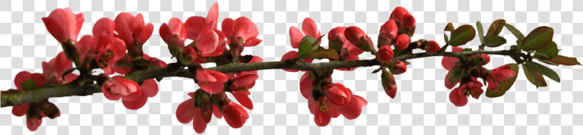 Spring Flower Buttons On Branch   Transparent Red Flower Branch  HD Png DownloadTransparent PNG