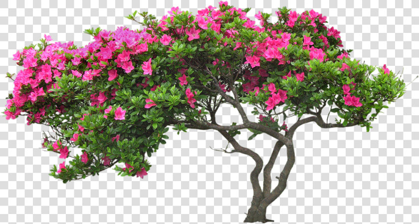 Bougainvillea Drawing Plant Banner Transparent Download   Tree With Flower Png  Png DownloadTransparent PNG