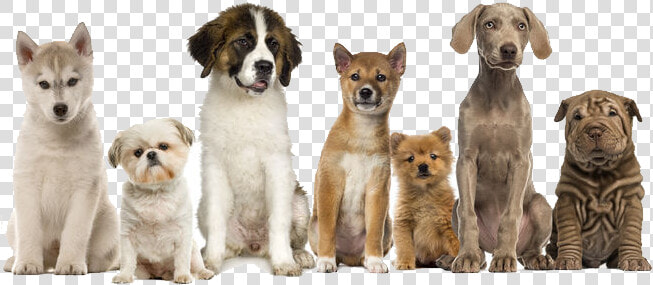 Pet Waste Removal   Dogs In A Row  HD Png DownloadTransparent PNG