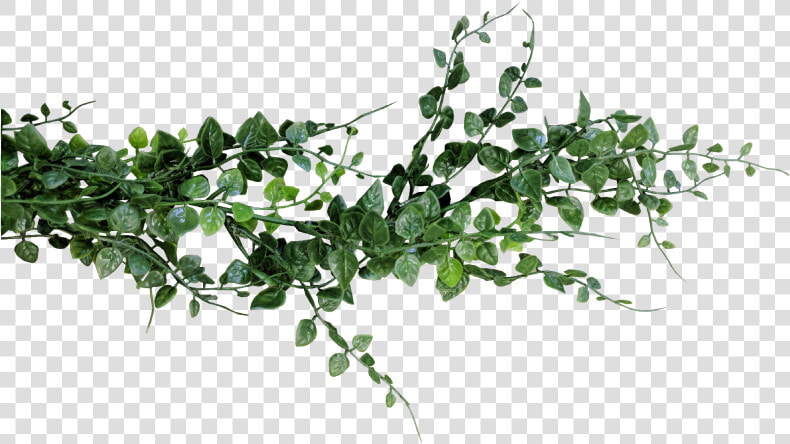 Eucalyptus Garland Png   Transparent Background Eucalyptus Png  Png DownloadTransparent PNG