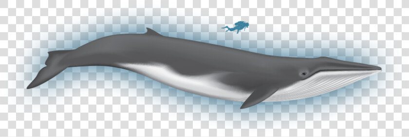 Fin Whale Png   Fin Whale Clipart  Transparent PngTransparent PNG