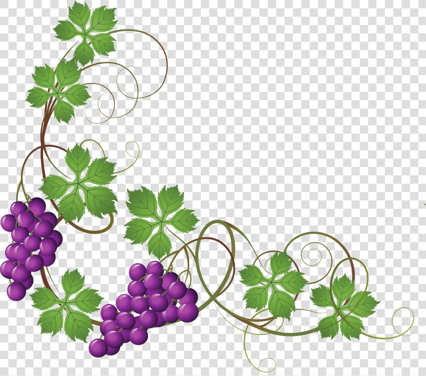 Transparent Vine Decoration Png   Grapes On Vine Clipart  Png DownloadTransparent PNG