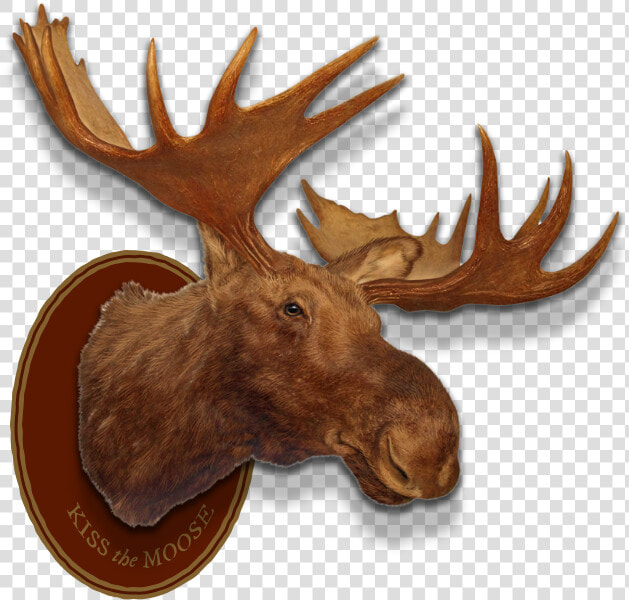 Left Header Flourish Right Header Flourish Moose Head   Moose Head Trophy Png  Transparent PngTransparent PNG