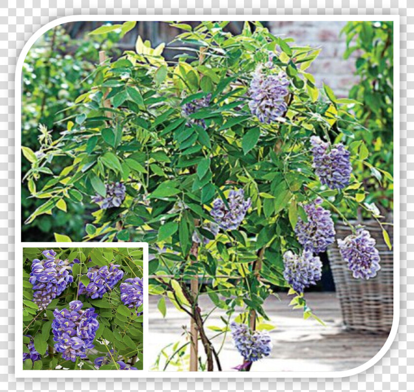 Picture   Wisteria  HD Png DownloadTransparent PNG