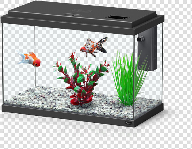 Transparent Aquarium Png   Aquatlantis Funny Fish 35  Png DownloadTransparent PNG