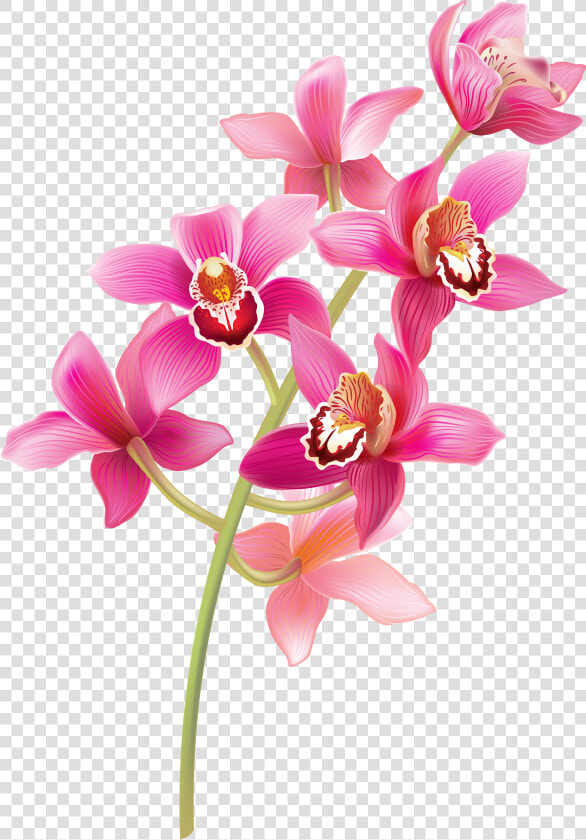 Stem Pink Orchids Png Clipart   Pink Orchids Png  Transparent PngTransparent PNG