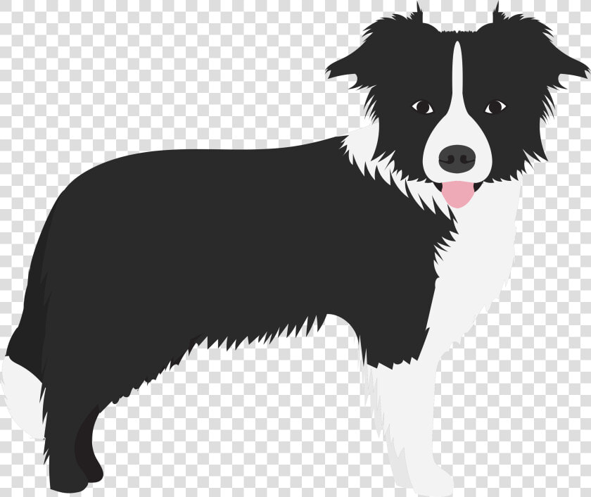 Border Collie  HD Png DownloadTransparent PNG