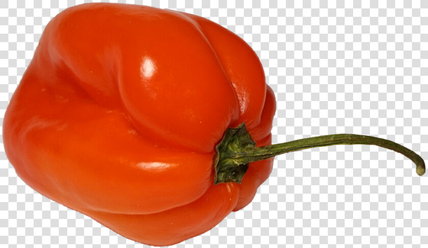 Habanero Chili Png   Habanero Png  Transparent PngTransparent PNG