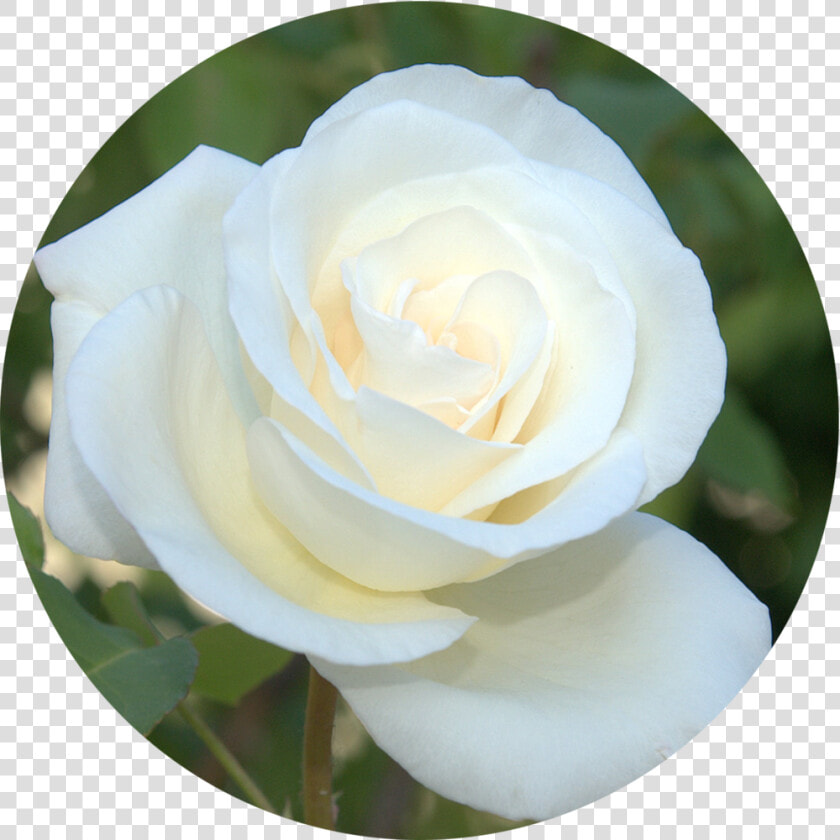 Img 0673 Beth Circle Founder Page   White Rose In A Circle  HD Png DownloadTransparent PNG