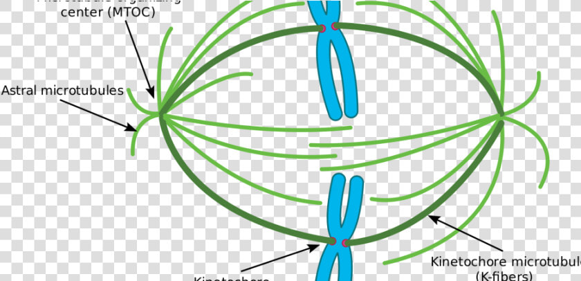 Premature Chromosome Condensation Market By Top Players   Microtubule Organizing Center  HD Png DownloadTransparent PNG