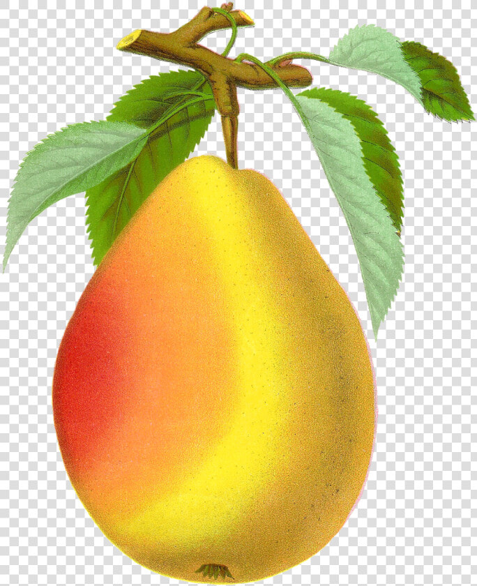 Pear Transparent Png   Vintage Pear Png  Png DownloadTransparent PNG