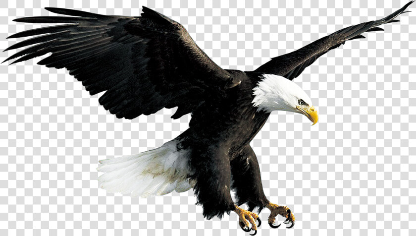 Bald Eagle Hawk Falconiformes   Eagle Png  Transparent PngTransparent PNG