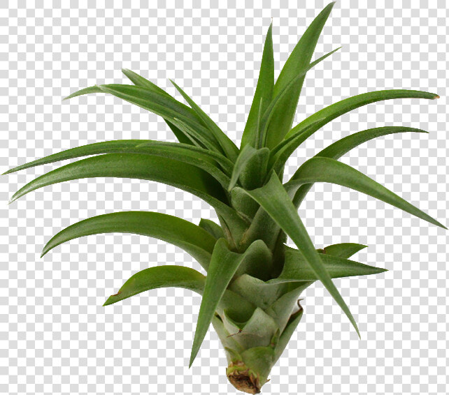 Brachycaulos   Dracena Burley  HD Png DownloadTransparent PNG