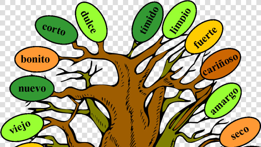 Music And Spanish Fun Tree Of Adjectives   Model Of Adjective Tree  HD Png DownloadTransparent PNG