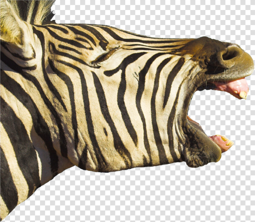 Horse Foal Hippopotamus Zebra Yawn   Teeth Horse Mouth Open Wide  HD Png DownloadTransparent PNG