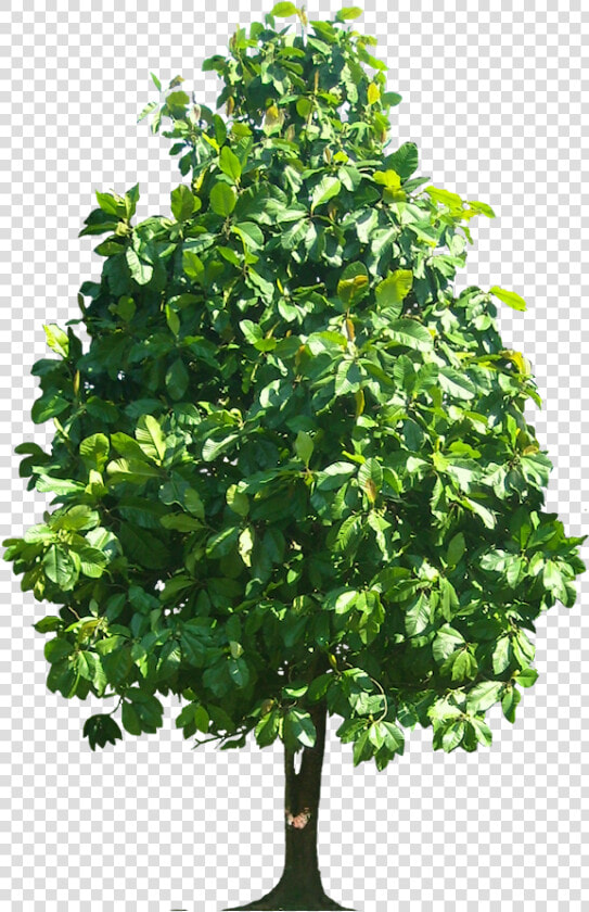 Transparent Tulip Tree Png   Walnut Tree Png  Png DownloadTransparent PNG