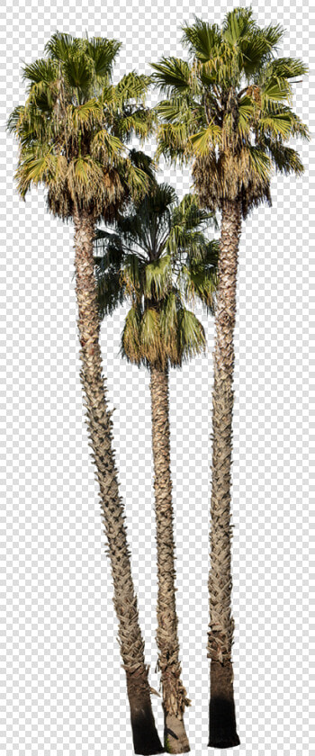 Washingtonia Robusta Palm Trees  HD Png DownloadTransparent PNG