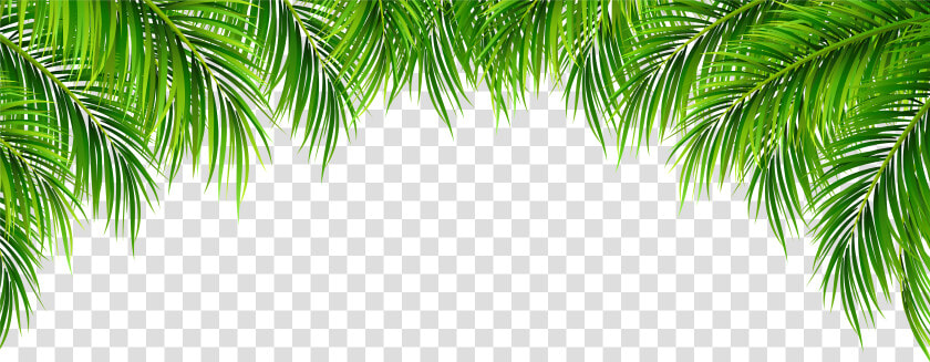 Tree Leaves Png   Transparent Background Palm Leaves  Png DownloadTransparent PNG