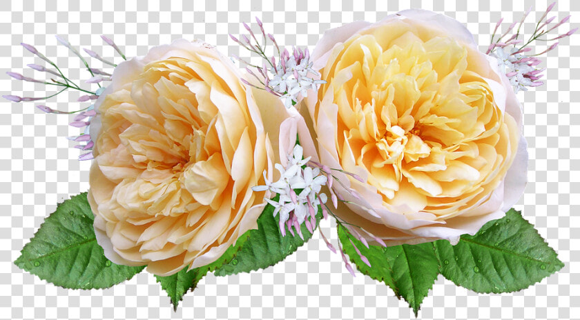 Rose  David Austin  Yellow   Rosas De Color Amarillo Y Naranja Png  Transparent PngTransparent PNG