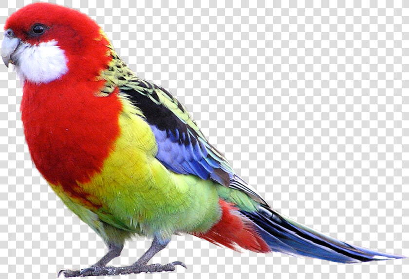 Eastern Rosella Parrot   Parrot Png Transparent  Png DownloadTransparent PNG