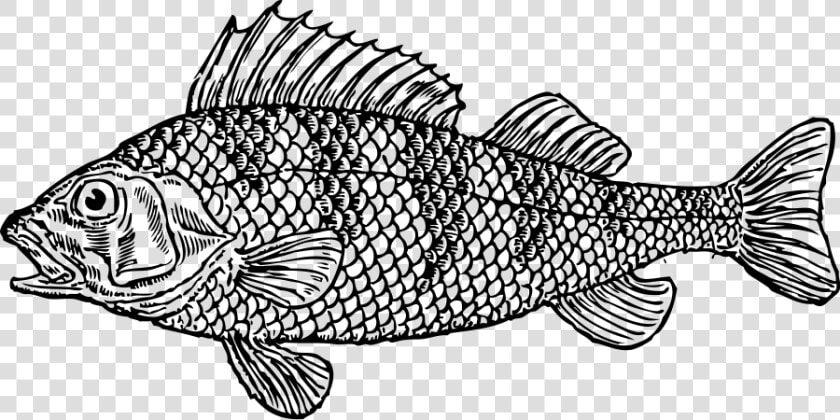 Scaly Fish Svg Clip Arts   Fish Clipart Black And White  HD Png DownloadTransparent PNG