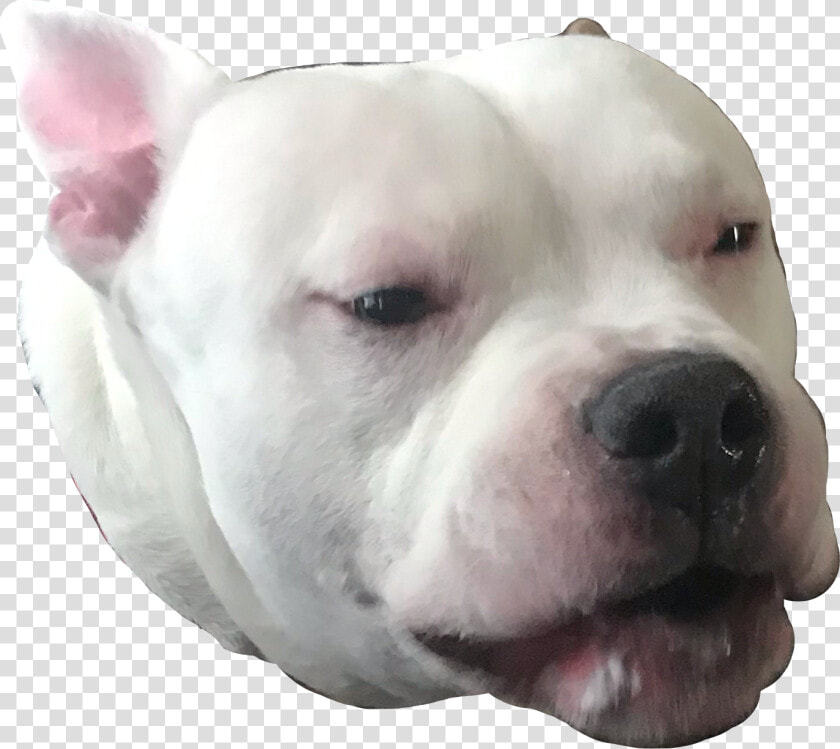  dog  white  woof  snout  sad  boopthesnoot  freetoedit   Dogo Argentino  HD Png DownloadTransparent PNG