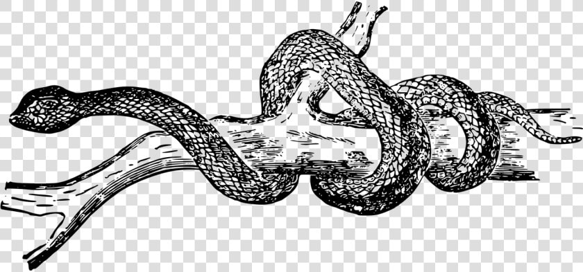 Animal Reptile Snake Free Picture   Black And White Snake Clipart  HD Png DownloadTransparent PNG