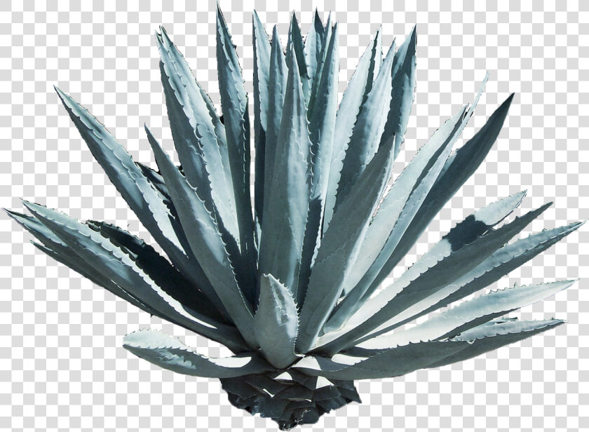 Agave Azul Png  Transparent PngTransparent PNG