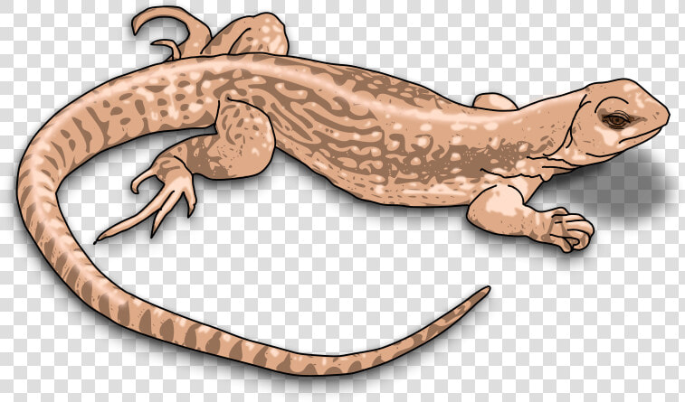 Newt Clipart Transparent   Clipart Lizard  HD Png DownloadTransparent PNG