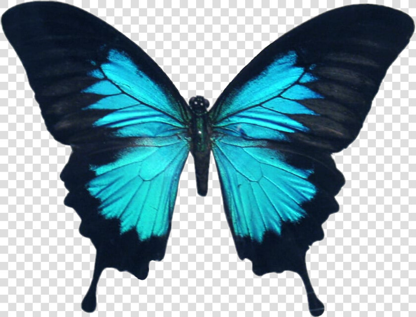  butterfly  wings  colorful  girly  amazing  artistic   Stars And Butterflies Tattoo Designs  HD Png DownloadTransparent PNG