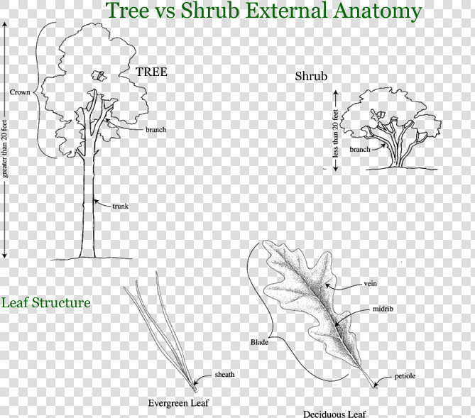 Trees  Shrubs  And Vines   Trees Shrubs And Vines  HD Png DownloadTransparent PNG