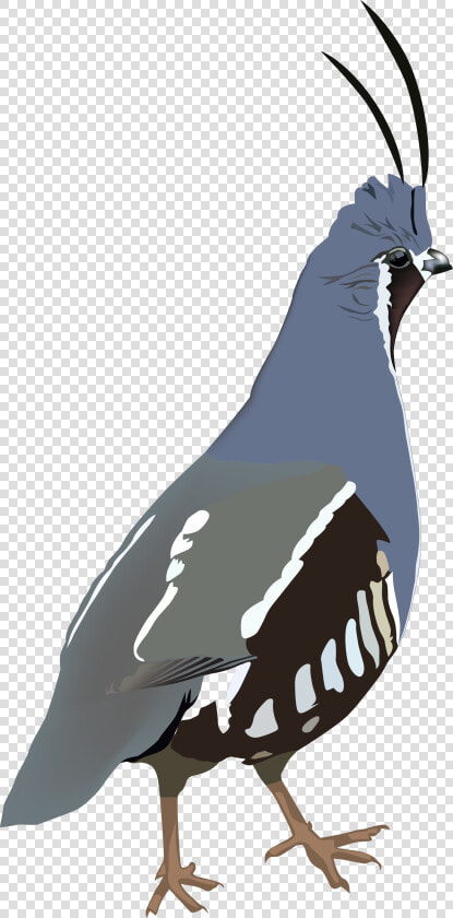 Mountain Quail Sticker Clipart   Png Download  Transparent PngTransparent PNG