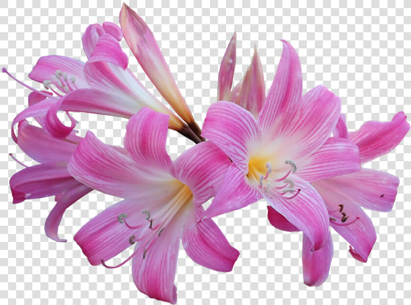 Lily  Belladonna  Easter Lily  Fragrant  Flower  Bulb   Belladonna Lily Png  Transparent PngTransparent PNG