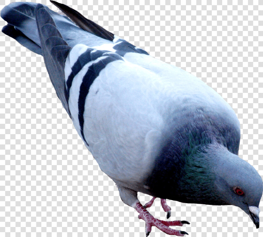 Street Pigeon Png Image   Birds Work For The Bourgeoisie Meaning  Transparent PngTransparent PNG