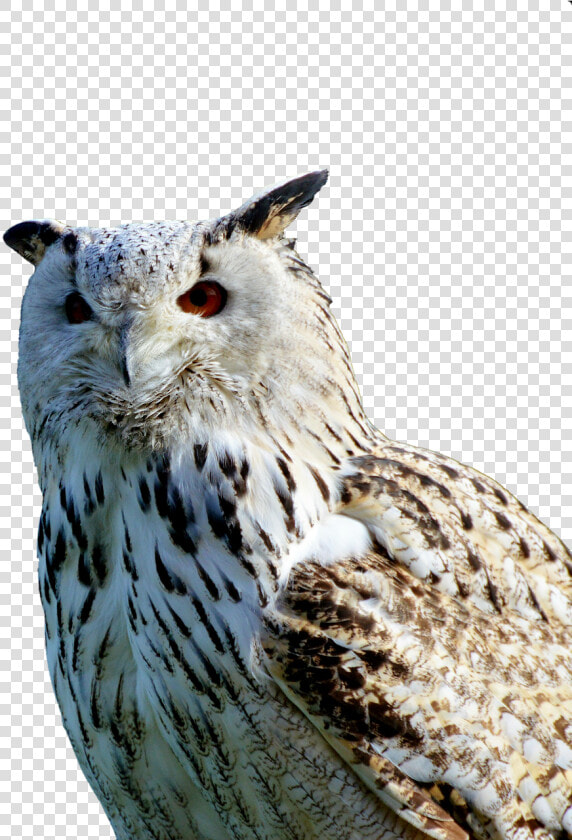 Barn Owl Owl Raptor Free Photo   Sova Png  Transparent PngTransparent PNG