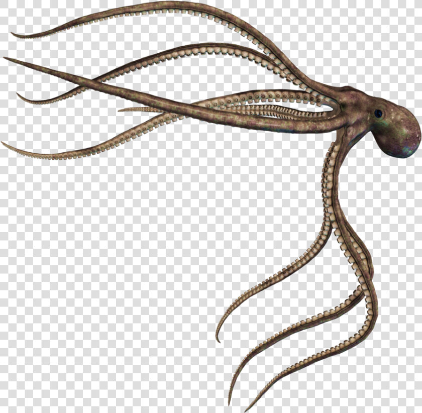 Squid Png Photo   Mire Squid Skull Island  Transparent PngTransparent PNG