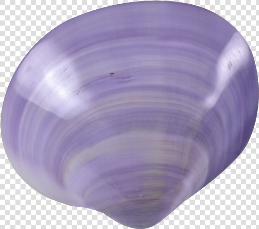 Transparent Purple Seashell Png   Purple Seashell Transparent  Png DownloadTransparent PNG