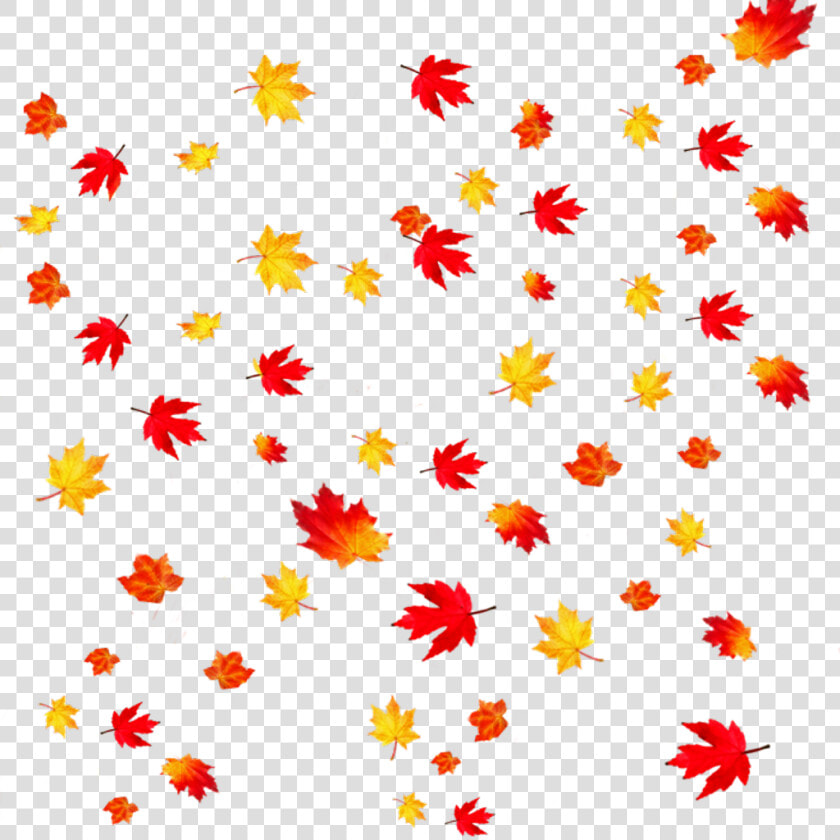 Autumn Leaves Transparent Background Clipart   Png   Fall Leaves Transparent Background  Png DownloadTransparent PNG