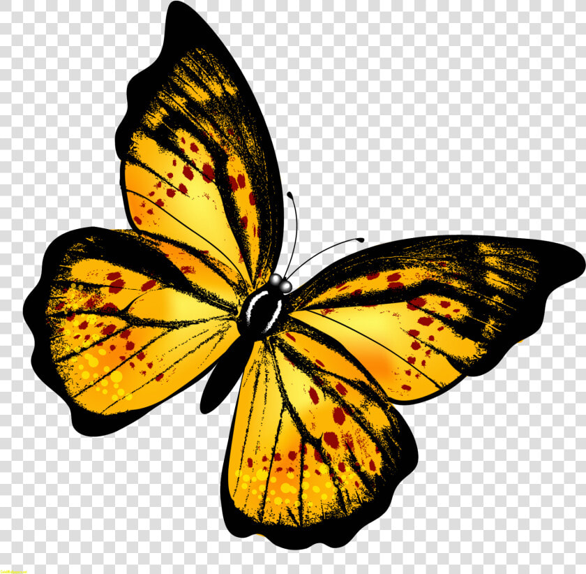 Monarch Butterfly Clipart Hindu God   Butterfly Yellow Gif Png  Transparent PngTransparent PNG