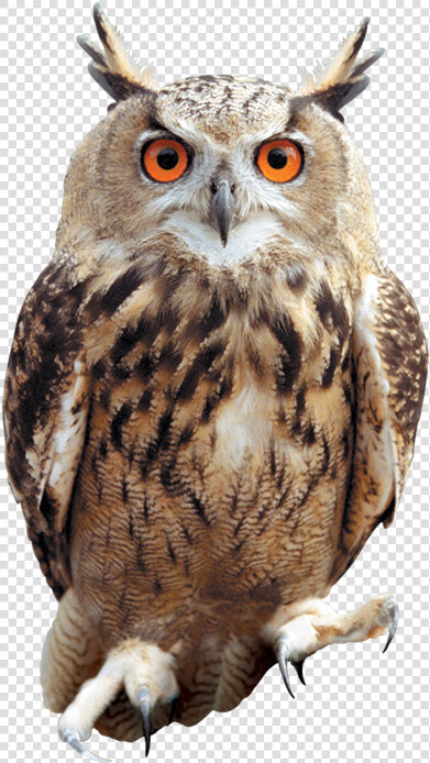 Owl Png   Owl Png   Owl Png  Transparent PngTransparent PNG